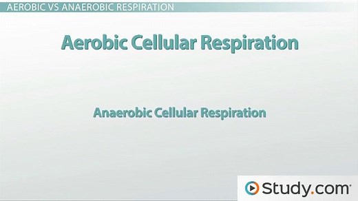 Cellular Respiration | Definition, Stages & Diagram