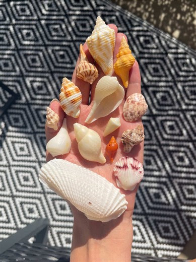 Which coast are you picking? 🐚 A lot of these shells can be found on both coasts, they’re just more prevalent on one than the other 🩵🌊 . . . . . #shelling #beachcombing #beachfinds #seashells #beachcomber
