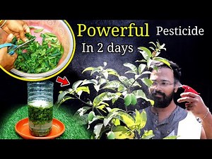 How to make POWERFUL organic pesticide at home | घर पर कीटनाशक बनाएं | Neem insecticide for plants