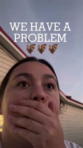 Addressing Our Bat Infestation Issue in the Roof