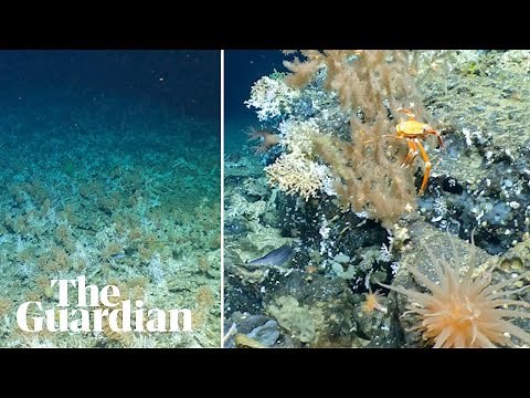 'Full of life': scientists discover pristine deep-sea Galapagos coral reefs