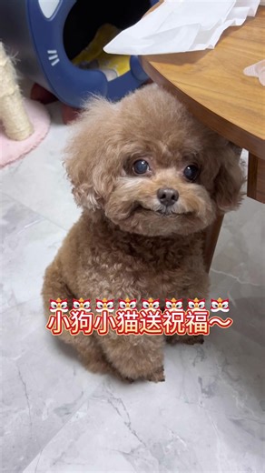 Dogs and Cats Wish You a Happy New Year!