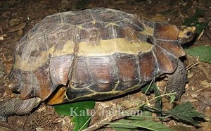 Kinixys - Alchetron, The Free Social Encyclopedia