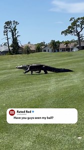 25K views · 75 reactions | A prehistoric surprise on a Florida golf course!  Chris Hulback captured a video of a massive 10-foot alligator strolling across the greens at the Rotonda Golf & Country Club Palms Course. While gators are common in the area, seeing one on land is rare. Keep an eye out for more gator sightings as mating season kicks off in April! #wildlife #matingseason #alligator #florida Credit: Chris Hulback / AMAZING ANIMALS+ /TMX | Rated Red | Facebook