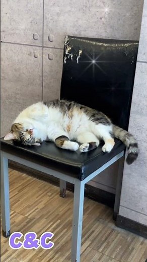 Super Cute Calico Cat – Episode 5