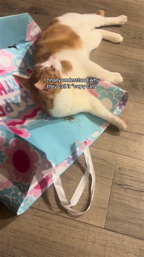 Willow and Jasper copy cat each other ❤️🥰