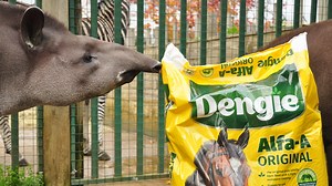 Tapirs and zebras tuck into horse feed – and peppers - Horse & Hound
