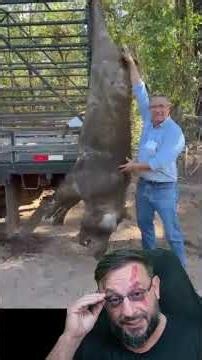 Giant wild boar hunted down. We must exterminate the wild boar in Brazil #biologohenrique #animals