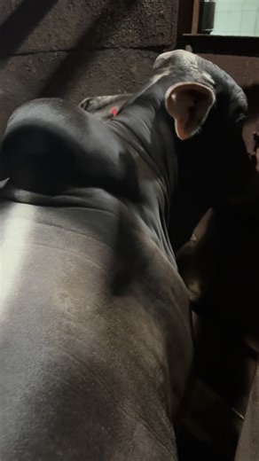 Black brahman #sapi #edukasiternak #EdukasiPeternakan #sapiindonesia #RPH | Dadung Sapi