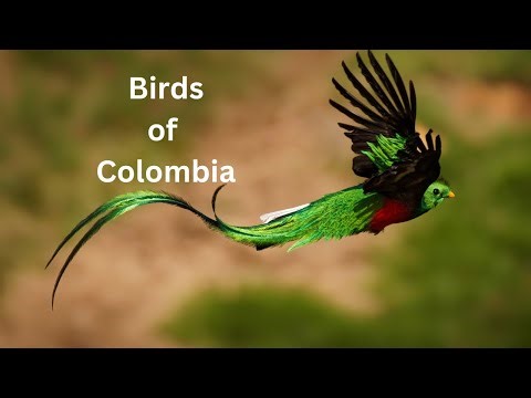 Birds of Colombia | Bird Watching in Colombia