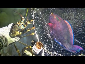 Catching Lobsters, Sea Cucumbers, Fish, and Crabs – Diving for Seafood Vlog
