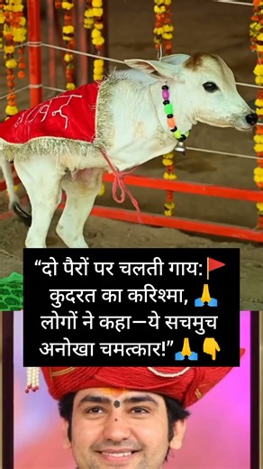 कमज़ोर नहीं… हिम्मत की मिसाल — इस बछड़े ने सबका दिल छू लिया”rohit kumar blog #shorts