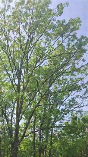 The Silent Language Of Ancient Trees - The Wood Wide Web Revealed