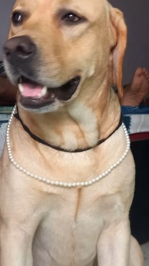 1K views · 3.6K reactions | Mangalsutra hai na 藍藍藍 #labradorretriever #labrador #retriever #dogoftheday #doglover #dog #dogsofinstagram #fypシ #funtime #funny #meme #memevideos #contentcreator #comedydog #comedy #trending #trend #viralvideos #viral #reeitfeelit #reelsinstagram #reelkarofeelkaro #reels #instagood #instareels #instagram #explorepage #explore #exploremore | Keo Theretiever | Facebook