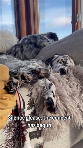 Silence please, the concert has begun. Maestro Aris #shorts #dogshorts