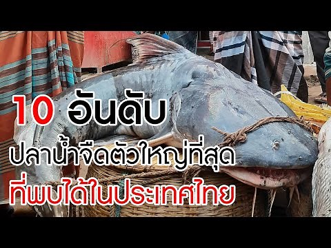 Top 10 largest freshwater fish found in Thailand, not counting hybrid fish