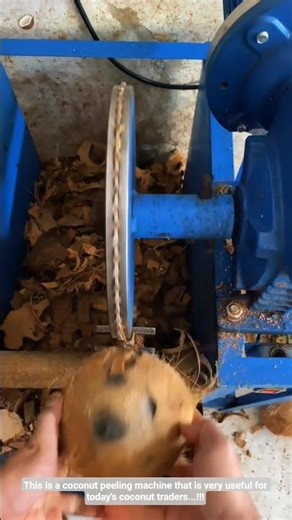 This is a coconut peeling machine that is very useful for today's coconut traders...!!!