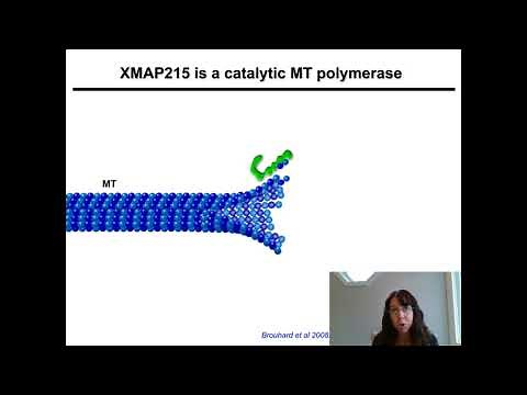 Regulation of Microtubule Dynamics During Growth Cone Guidance and Cell Migration