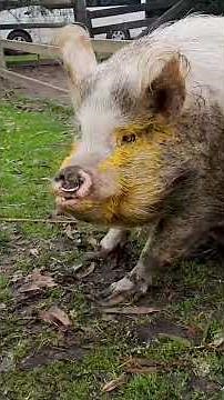 Messy Pets 🤣 | FUNNY Cat and Dog Videos