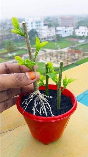 How to successfully propagate Hibiscus cuttings