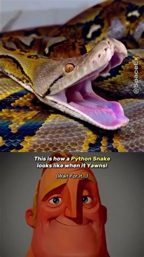 How Dangerous Python Snakes Can Be! #shorts #youtubeshorts #science #fyp #nature