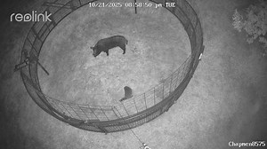 193K views · 2K reactions | #1386 I am gonna have my hands full with this joker. He's not messin around | Thermal Solutions Hog Control | Facebook