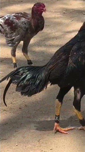 #takatak call a java asil murga