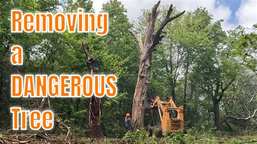 We need to push this tree in order to get it to go where we want it to go. We will use the skid steer and I will tell you step by step the process and approach we take in this situation | Boys In The Woods