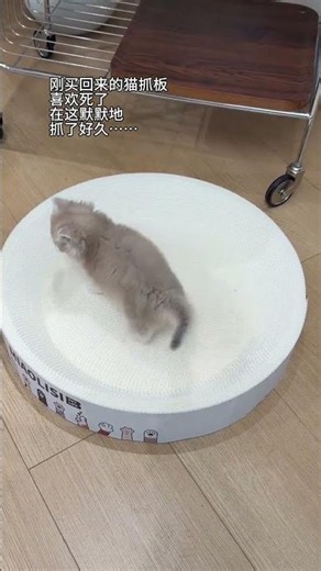 Unboxing & Review: Ultimate Cat Scratcher for Happy Kitty