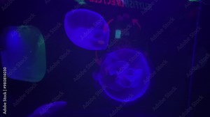 Marine Jellyfish swim slowly under colorful lights inside the aquarium at Sea World, Ancol, Jakarta, Indonesia.
