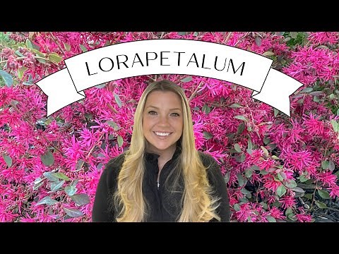 Plant Profile Lorapetalum AKA Chinese Fringe Flower :: The BEST Supporting Plant There Is!