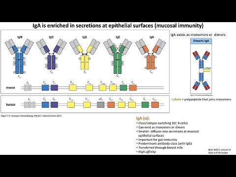 Lecture 5c: B Cell + Antibody Functions