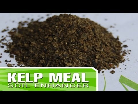 Kelp Meal - How and when to enrich your soil with Kelp Meal