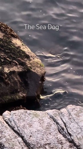 The Sea Dog #lifeinthebag #nature #wildlife #whytecliffpark #seal #seadog #explorebc #canada