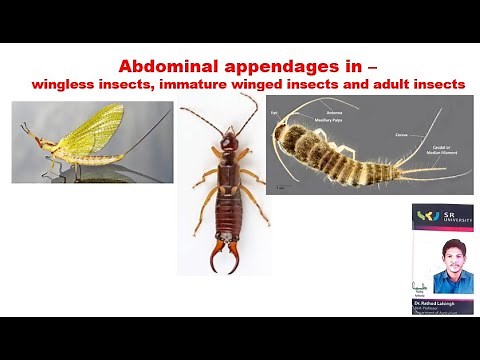 Abdominal appendages in Insects