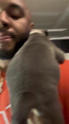 Puppy Shoulder Work: Training Techniques for American Bully Dogs