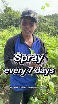 What are the major insect pests in #eggplant that farmers should watch out for? 🐛🍆 #4tree #booster