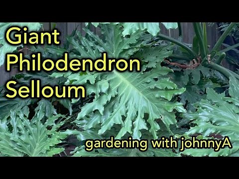 Giant Split leaf Philodendron selloum - How To Grow Outdoors/Indoors, Thaumatophyllum bipinnatifidum