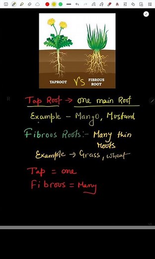 Tap Root Vs Fibrous Root | Super easy Explanation #shorts #science #class6 #biology #unionpathsala
