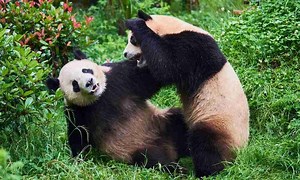 11 Reasons Why Pandas Are Considered Useless! (Explained) – BestofPanda