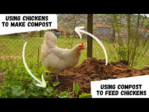 Chickens & Compost: How to feed chickens without grains, and making compost at the same time!