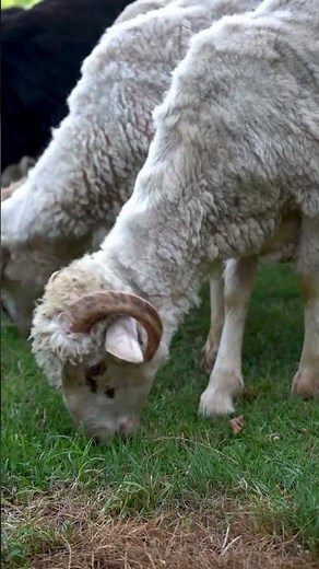 Sheep Sound for Kids | Baa Baa Sound 🐑 #animalsounds