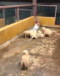 202K views · 3.5K reactions | PatPat Info: wolves have attaked a defenceless child in sickening, unprovoked attack! https://www.patpat.com?adlk_id=27887 Credit to @gffkennel from Instagram | PatPat | Facebook