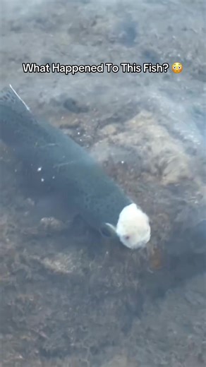 Does Anyone Know What Happened To This Fish? 👀 (mackonthefly/IG) #flyfishing #troutfishing #fishing #fishingtok