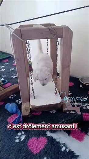 Sa première balançoire… et ce chiot gère comme un pro !
