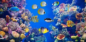 Rogue taxonomists, competing lists and accusations of anarchy: the complicated journey toward a list of all life on Earth – podcast