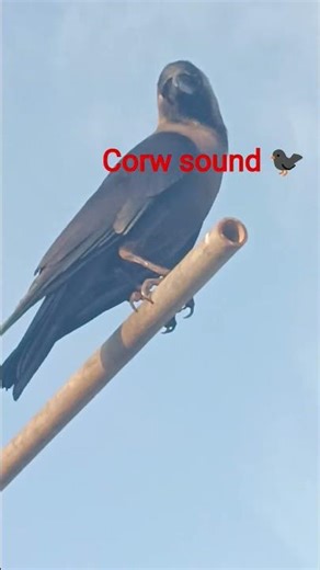 corw sound 🐦‍⬛#kagdo #birds #shorts #viralshort #video