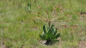 Brunsvigia grandiflora with unique orange flower buds, Lesotho Africa