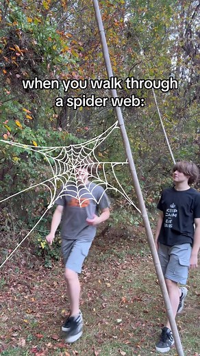 Unexpected Moments with Spider Webs: Edmondx's Reaction