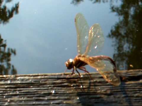 Dragonfly walking
